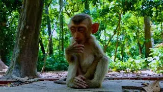 Adorable baby monkey Tinky laying on the way look very pitiful