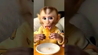 Happy Monkey with a Samosa #babymonkey #monkeyvlog #children  #cartoon