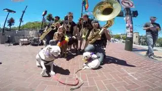 Coconut Cam loves SF Pride 2016!