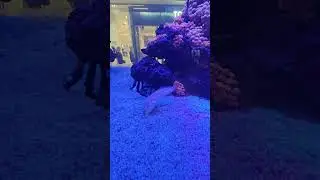 AquaZone- Valenciennea Longipinnis (Babka kopiąca)💦Forcipiger longirostris (Pensetnik czarnoglowy)🐡