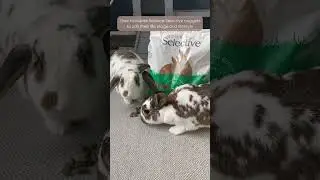 Daily Rabbit Diet