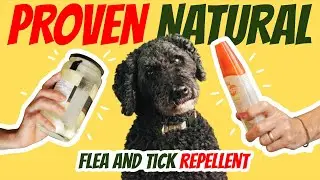 Best Natural Flea & Tick Repellent for Dogs: Safer Than DEET!