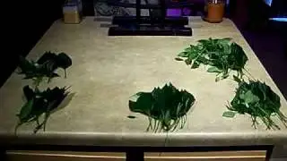 LED Fogponic VS Aeroponic Day 42