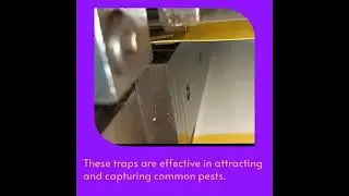 Yellow Sticky Traps