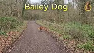 Bailey Dog with yellow Hoop - Walks in the First Week Of March / #yellowhoop #labrador