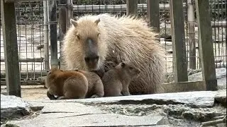 【LIVE】カピバラの赤ちゃん　capybara babies