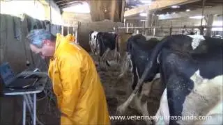 Cow Pregnancy Scan Using Portable Ultrasound and Rectal Probe