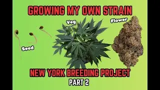 Seed To Harvest // Making My Own Strains! New York Breeding Project (Part 2)
