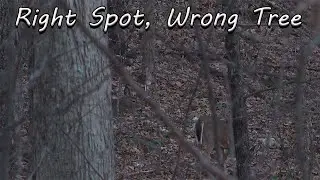 Right Spot, Wrong Tree. Traditional Bowhunting Virginia's Late Season.