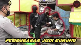 PEMBUBARAN Judi Burung | TEAMPATRIAPOLICE
