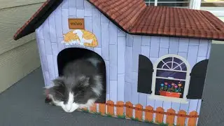 Outdoor MIVO Cat HOUSE CAT REVIEW