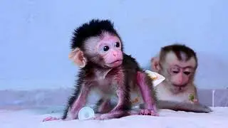 The cries for the mother of the little baby Krabi are pathetic