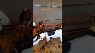 Bakary ki Khtrnaak Takkar😱 #goat #bakr #cow #animals #love #funnyvideo #youtube #unfrez
