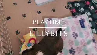LillyBits Playtime