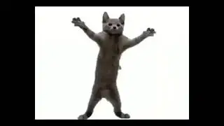 Dip da dee da dee dee doh doh cat for 10 hours