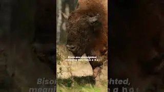 Facts You Never Knew About Bison 🦬 American Bison Facts