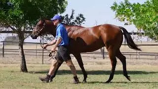 2026 Inglis Classic | Lot 26: D'Argento x Genie Colt