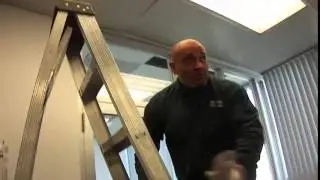 Squirrel Removal Services Inside the Building - Etobicoke City Toronto