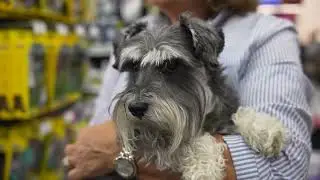 Healthy Dogs Start Here: Natural Balance Dog Food & Expert Advice