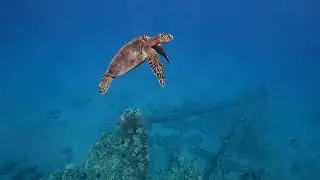 Maui Hawaii Snorkeling Mala Wharf