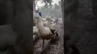 American Pekin - German Pekin | Duck Farming in Nepal | Butwal | Zero Waste integrated Farm