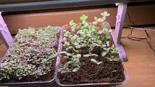 7 Common Mistakes to Avoid While GROWING MICROGREENS INDOORS