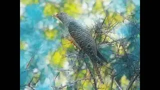 Дапсы - Кэ5э этэрэ
