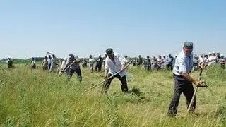Коп на скошеном поле №2. A COP on a steep field # 2.