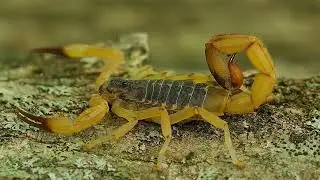 The Enigma of the 5 Deadliest Scorpions: Ancient Weapons Etched by the Gods of the Desert