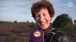 De bloeiende heide trekt veel bekijks