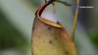 Plants that Move Faster Than You Think #Fastplants #Venusflytrap #Plantmovement