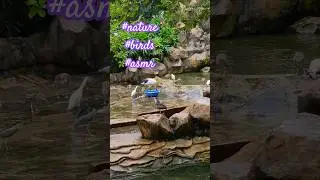 #nature#birds#asmr #birdsong #nature #viral #natureshorts #animals #wildlifeshorts #birds #travel