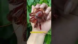 Kepiting ini dikenal sebagai kepiting pertapa stroberi karena warnanya yang jingga kemerahan