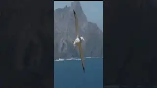 albatross bird facts | Infograbertv
