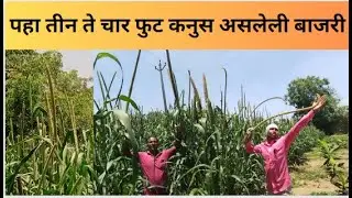 तीन ते चार फुट कनुस असलेली बाजरे Bajra. Part 1.