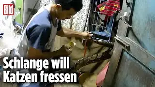 Gewaltige Python k&auml;mpft gegen Katzen