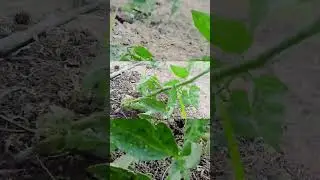 tomato plant destroyed #destroy #loss #fail #tomato