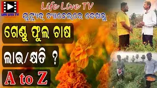Odisha re Gendu Phula Chasa II Marigold Flower Farming in Odisha ।I ଗେଣ୍ଡୁଫୁଲ ଚାଷ II
