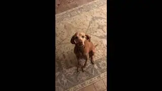 Synesthesia example: (Dog motion , Bach cello suite)