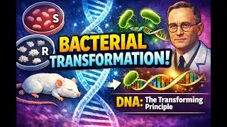 Bacterial Transformation Explained | AP Biology & Biotechnology Applications