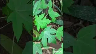 My home My garden
