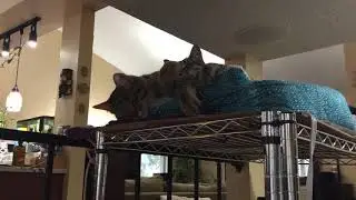 Cats napping and purring