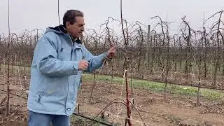 Formacion del manzano explicado paso a paso