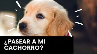 ¿Cuándo puedo empezar a pasear a mi cachorro?