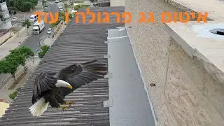 איטום פרגולה ו...