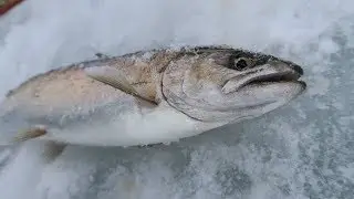 20200301 岩洞湖氷上サクラマス釣り