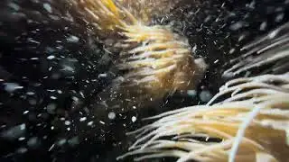 galway atlantaquaria #travel #travelvlog #aquarium #galwayireland #galway #atlantaquaria