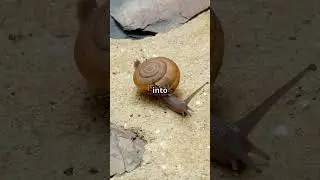 Snail's Epic 3 Year Nap! 🐌💤