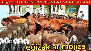 2 3 KUNDA TUGʻADIGAN YAQIN BOGOZ SOVLIQLAR VA EGIZCHI NOYOB QO'YLAR KELDI SHOSHILAMIZ NARXLAR ARZON 
