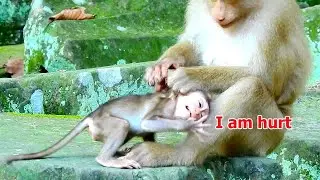 I am hurt mom! Pity baby Rex cry hurt cos Rose reject milk, Pity Rex can't depend on milk as before.